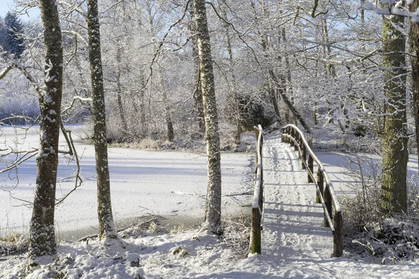 Beautiful nature and landscape photo of Swedish winter forest and trees. Nice cold day in the wood. Lovely details of branches with snow,frost and wooden bridge.