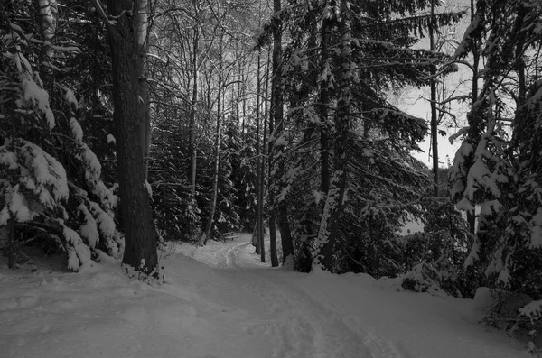 Красиві Природи Ландшафту Фото Шведська Зимовий Ліс Дерев Хороший Холодний — стокове фото