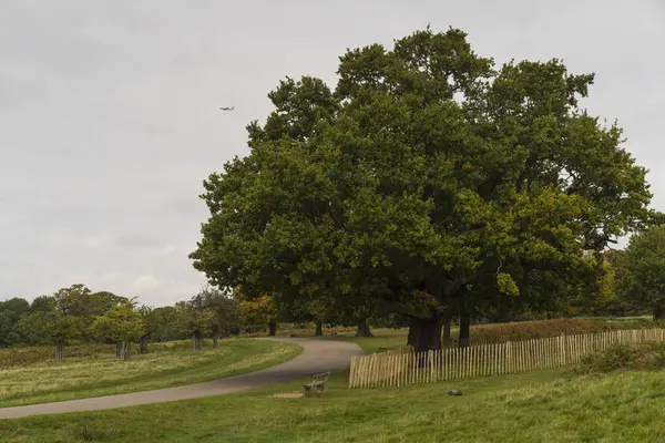 Richmond Park Groot Brittannië Oktober 2017 Natuur Landschap Foto Van — Stockfoto