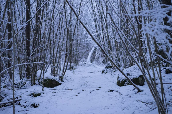 Belas Árvores Nevadas Floresta Suécia Escandinávia Boa Fria Noite Crepúsculo — Fotografia de Stock