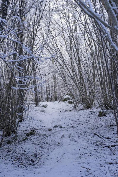 Güzel doğa ve manzara fotoğraf İsveçli kış orman ve ağaçlar. Güzel soğuk bir gün ormanda. Dalları ile kar, buz ve tahta köprüden güzel ayrıntıları.