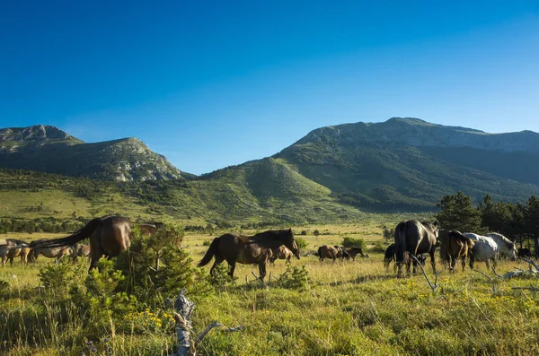 Atları Paklenica Velebit dağ Hırvatistan, Europe. Sıcak yaz günü. Güzel doğa ve manzara. 