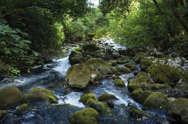 Fiume Una Foresta Croazia Europa Bellissimo Paesaggio Foto Della Natura — Foto Stock