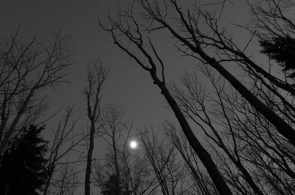 Fekete Fehér Fénykép Fák Éjszakai Égbolton Alulról Felfelé Nézet — Stock Fotó