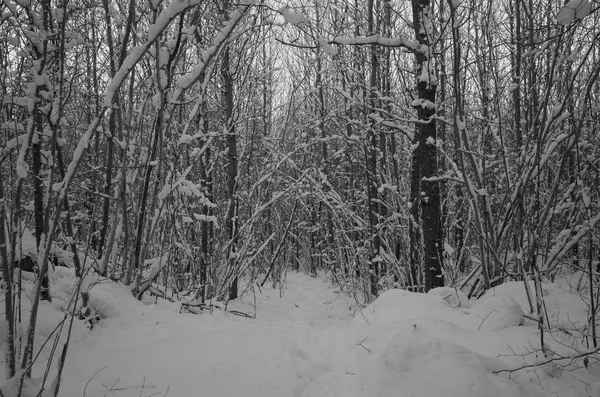 Güzel doğa ve manzara fotoğraf İsveçli kış orman ve ağaçlar. Güzel soğuk bir gün ormanda. Dalları ile kar, buz ve tahta köprüden güzel ayrıntıları. Sakin, huzurlu açık havada resim.