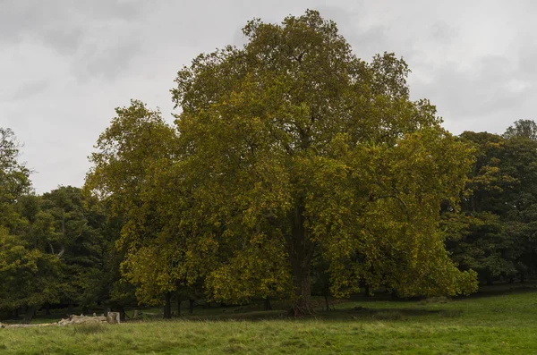 Richmond Park Groot Brittannië Oktober 2017 Natuur Landschap Foto Van — Stockfoto