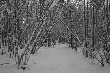 Güzel doğa ve manzara fotoğraf İsveçli kış orman ve ağaçlar. Güzel soğuk bir gün ormanda. Dalları ile kar, buz ve tahta köprüden güzel ayrıntıları. Sakin, huzurlu açık havada resim.