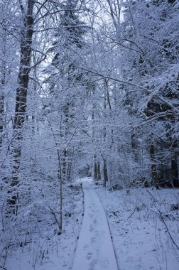 Güzel karlı ağaç ve orman İsveç İskandinavya. Güzel, soğuk, mavi akşam ormanda. Sakin, huzurlu açık havada fotoğraf. İsveçli kış zaman güzel doğa ve manzara resim.