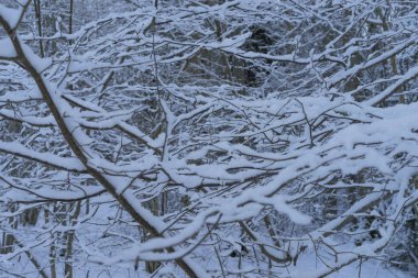 İsveçli kış orman güzel doğa ve manzara fotoğraf 
