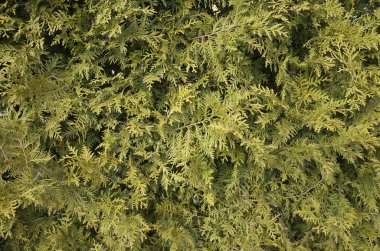 Arka plan olarak yeşil ağaç yaprak 