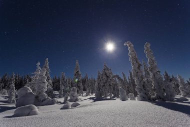İsveçli kış orman ve ağaç