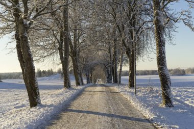 Güzel doğa ve manzara fotoğraf ağaçlar ve uzun yol Katrineholm İsveç İskandinavya arka sokakta. Güzel soğuk kış günü kar ve dalları ve alan frost ile, 