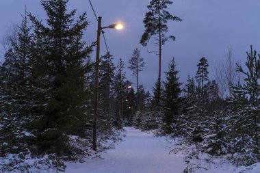 Güzel doğa ve manzara fotoğraf İsveçli kış orman ve ağaçlar. Güzel soğuk bir gün ormanda. Dalları ile kar, buz ve tahta köprüden güzel ayrıntıları. Sakin, huzurlu açık havada resim.