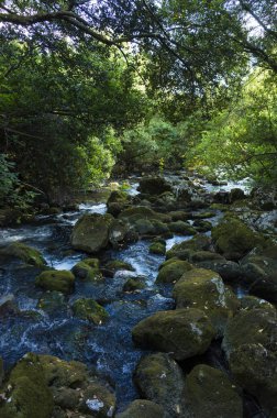 Hırvatistan Avrupa'nın bir ormandaki nehir. Güzel manzara ve doğa fotoğraf. Yeşil ağaçlar, taşlar ve akan su
