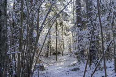 Güzel doğa ve manzara fotoğraf İsveçli kış orman ve ağaçlar. Güzel soğuk bir gün ormanda. Dalları ile kar, buz ve tahta köprüden güzel ayrıntıları.