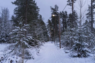 Güzel doğa ve manzara fotoğraf İsveçli kış orman ve ağaçlar. Güzel soğuk bir gün ormanda. Dalları ile kar, buz ve tahta köprüden güzel ayrıntıları. Sakin, huzurlu açık havada resim.