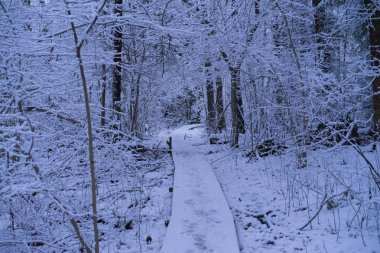 Güzel karlı ağaç ve orman İsveç İskandinavya. Güzel, soğuk, mavi akşam ormanda. Sakin, huzurlu açık havada fotoğraf. İsveçli kış zaman güzel doğa ve manzara resim.