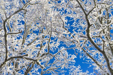 Kar ve buz dalları ile ağacı güzel doğa ve manzara fotoğraf. Güzel ayrıntılar ve açık mavi gökyüzü. Sakin, huzurlu ve mutlu açık havada resim. Kış günü iyi bir arka plan resmi