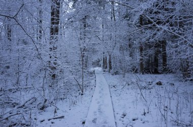 Güzel karlı ağaç ve orman İsveç İskandinavya. Güzel, soğuk, mavi akşam ormanda. Sakin, huzurlu açık havada fotoğraf. İsveçli kış zaman güzel doğa ve manzara resim.