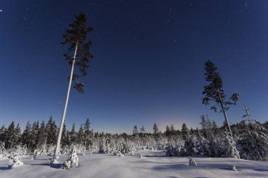 İsveçli kış orman ve ağaç