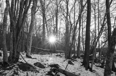 İsveçli kış orman ve ağaçlar güzel doğa ve manzara fotoğraf. 
