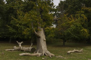 Richmond Park, Büyük Britanya, 14 Ekim 2017, Doğa ve manzara fotoğrafı sonbahar günü İngiltere'de