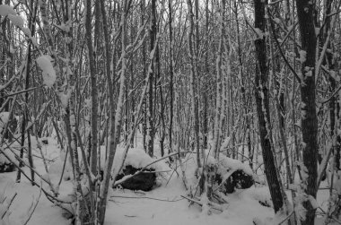 Güzel doğa ve manzara fotoğraf İsveçli kış orman ve ağaçlar. Güzel soğuk bir gün ormanda. Dalları ile kar, buz ve tahta köprüden güzel ayrıntıları. Sakin, huzurlu açık havada resim.