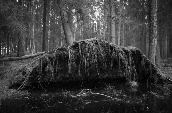 森林里树根的黑白照片 — 图库照片