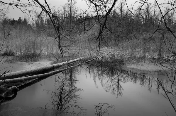 Hermosa Naturaleza Paisaje Foto Del Lago Invierno Sueco Árboles —  Fotos de Stock