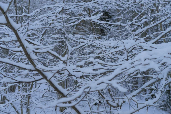 İsveçli kış orman güzel doğa ve manzara fotoğraf 