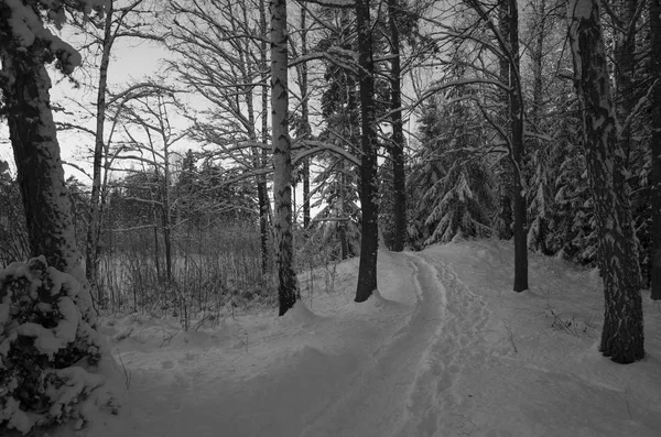 Красиві Природи Ландшафту Фото Шведська Зимовий Ліс Дерев Хороший Холодний — стокове фото