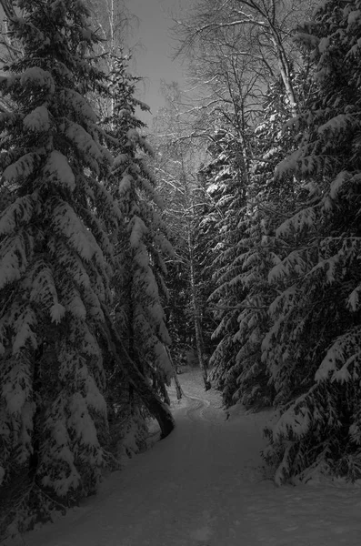 Güzel doğa ve manzara fotoğraf İsveçli kış orman ve ağaçlar. Güzel soğuk bir gün ormanda. Dalları ile kar, buz ve tahta köprüden güzel ayrıntıları. Sakin, huzurlu açık havada resim.
