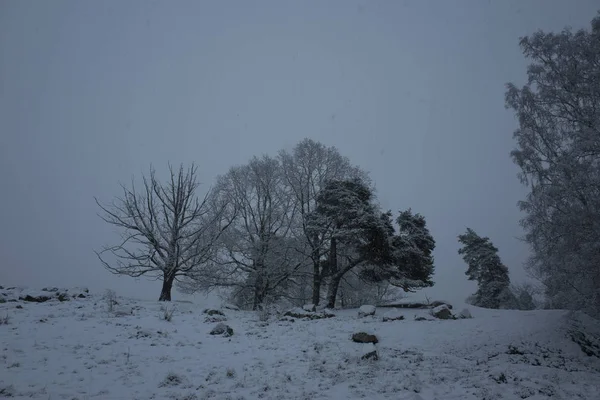 Красиві Snowy Дерев Лісів Швеції Скандинавії Ніцца Холодний Синій Сутінки — стокове фото