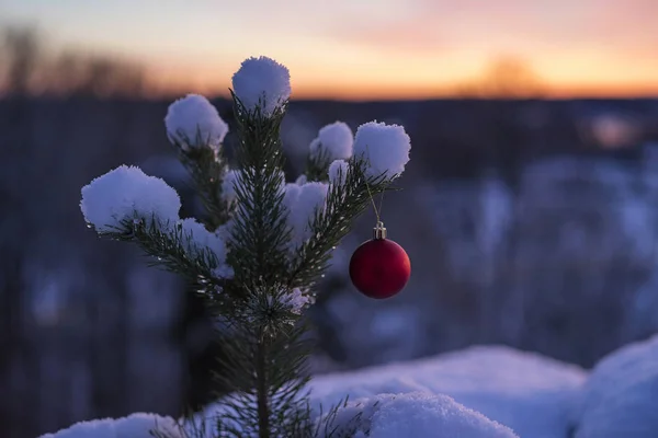 Schönes Foto Von Roter Weihnachtsdekoration Kugel Hängen Kleinen Baum Mit — Stockfoto