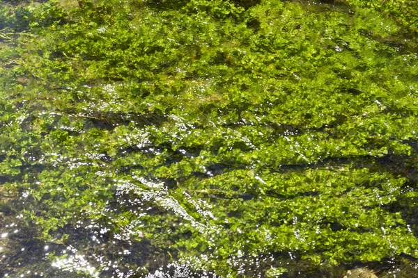 Lago Nel Parco Nazionale Krka Croazia Europa — Foto Stock