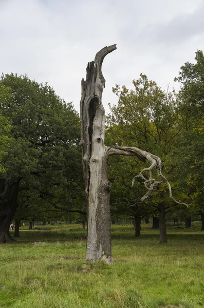 Richmond Park Groot Brittannië Oktober 2017 Natuur Landschap Foto Van — Stockfoto