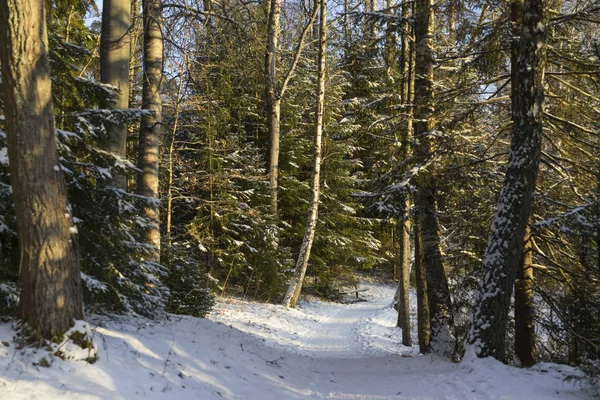 Beautiful Nature Landscape Photo Swedish Winter Forest — Stock Photo, Image