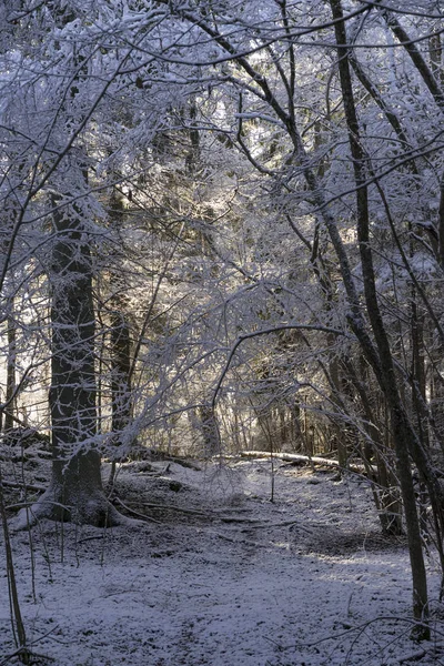 美丽的自然和风景相片瑞典冬天森林和树 好冷的一天在树林里 木桥树枝的可爱细节 — 图库照片