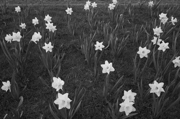美丽的水仙花花在黑白相间 在单色色调的美丽的平静诗意的照片 — 图库照片