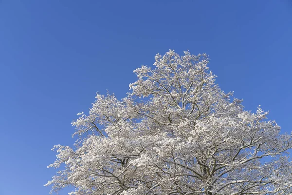 Bela Natureza Paisagem Foto Árvore Com Neve Galhos Congelados Belos — Fotografia de Stock