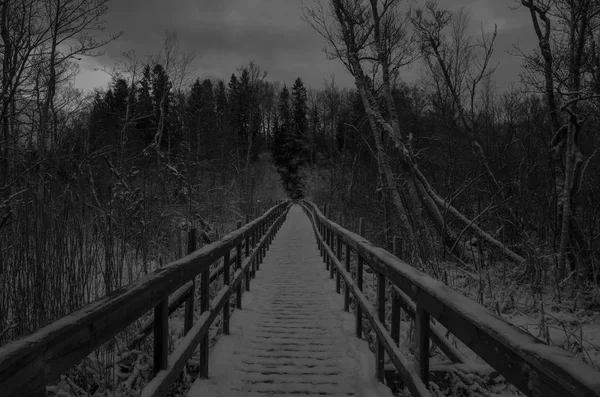 Bela Natureza Paisagem Foto Floresta Inverno Sueca Árvores — Fotografia de Stock