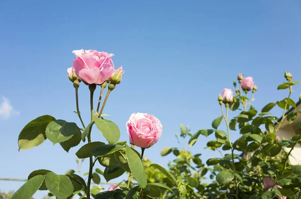 Beautiful pink rose flowers and blue sky. Nice details of roses on sunny spring day. Colorful and happy background image