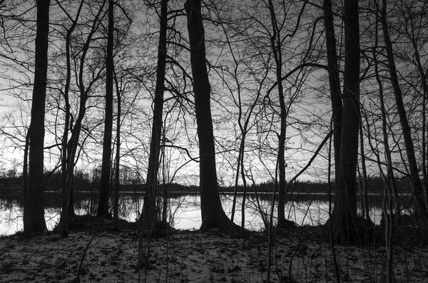 Vacker Natur Och Landskap Foto Svenska Vintern Lake Och Träd — Stockfoto