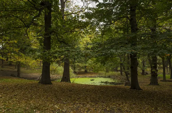 Richmond Park Groot Brittannië Oktober 2017 Natuur Landschap Foto Van — Stockfoto