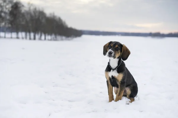 Küçük şirin harrier köpek yavrusu açık havada kar İsveçli doğa içinde oturan ve kış manzarası. Güzel güzel portre genç küçük köpek.