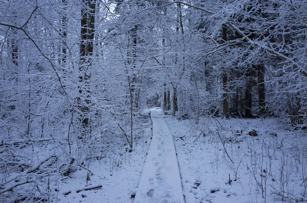 Bellissimi Alberi Innevati Foresta Svezia Scandinavia Bella Fredda Blu Serata — Foto Stock