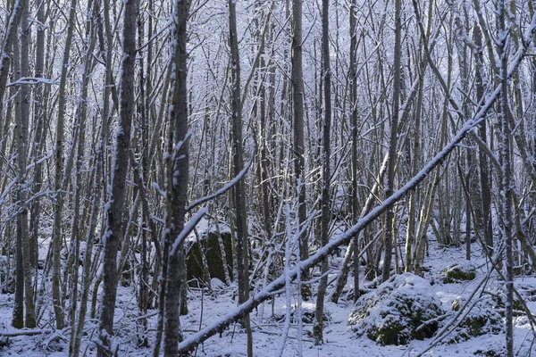 Фотография Природы Ландшафта Шведского Зимнего Леса Деревьев Хороший Холодный День — стоковое фото