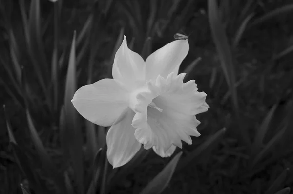 白い花のモノクロ写真 — ストック写真