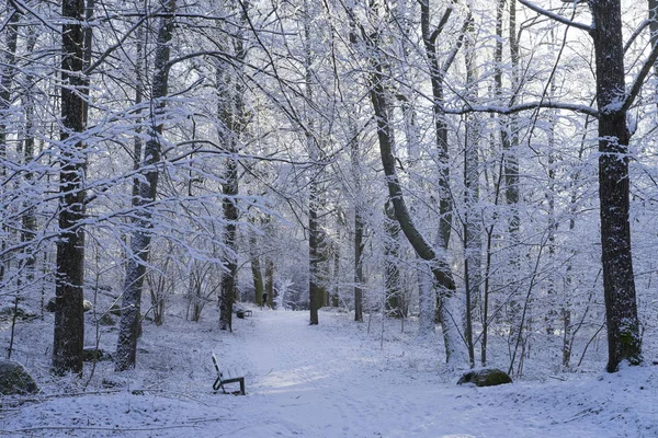 Beautiful nature and landscape photo of Swedish winter forest and trees. Nice cold day in the wood. Lovely details of branches with snow,frost and wooden bridge.