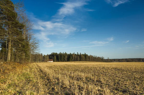 Çim alan İsveç İskandinavya. Güzel doğa ve manzara fotoğraf renkli güneşli bahar günü mavi gökyüzü ile. Orman ve ağaç ufuktan. 
